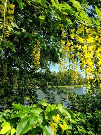 Close-up of yellow flower tree