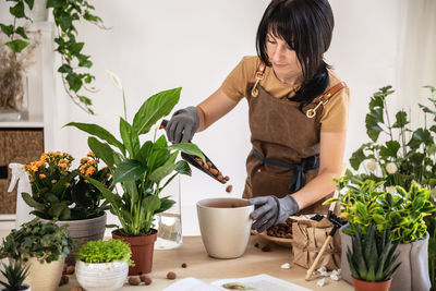 Female gardener adding hydroponic clay pebbles in flowerpot for repotting plant