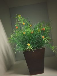 Close-up of potted plant