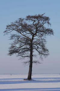 Tree on snow covered field against sky