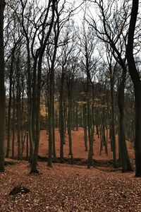 Trees in forest against sky