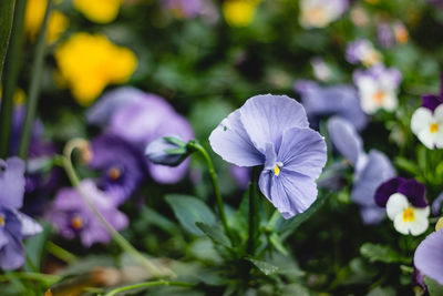 Close-up of purple flowering plant