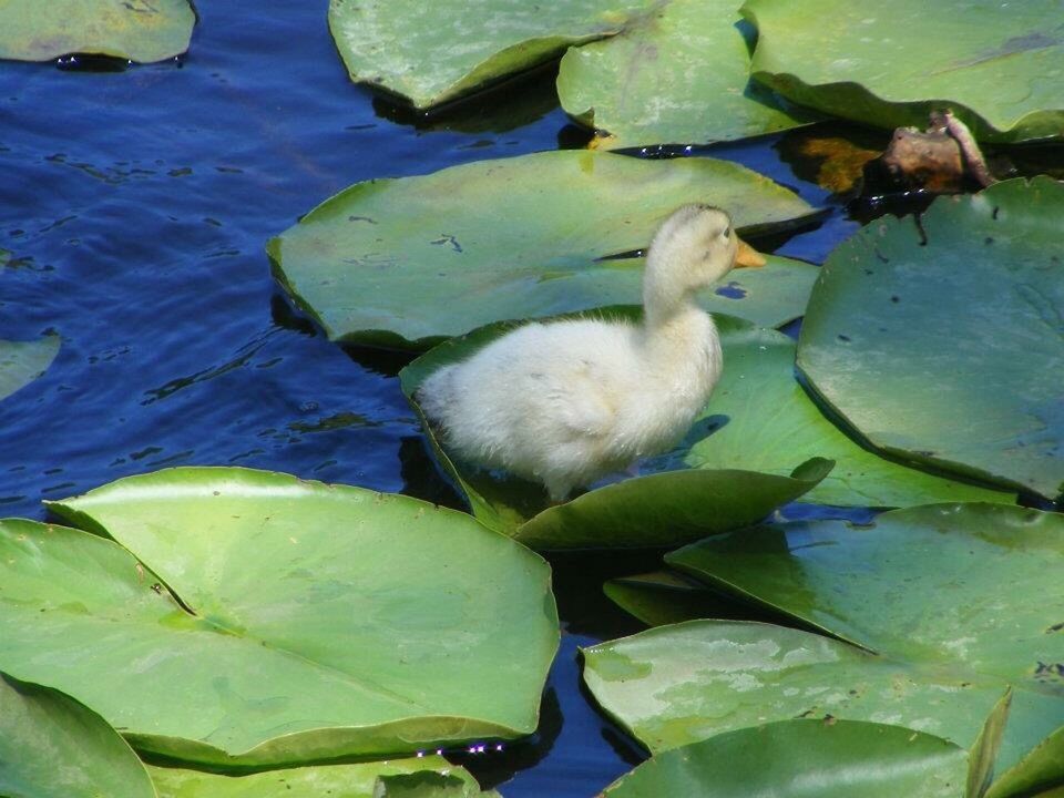 water, animal themes, green color, floating on water, nature, swimming, freshness, thorn, day, water lily, spiked, water plant, beauty in nature, zoology