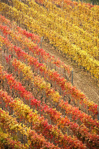 Scenic view of field during autumn