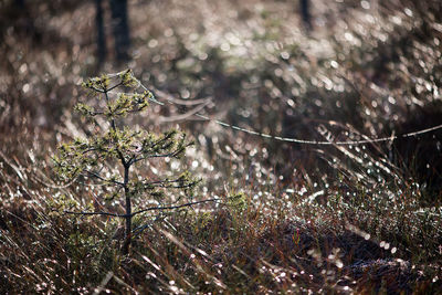 Close-up of spider web on plant during winter