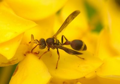Close-up of insect pollinating on yellow flower