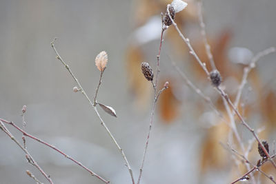 Close-up of dry plant during winter