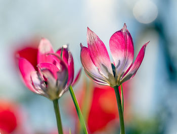 Close-up of pink tulips