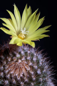 Close-up of yellow flowering plant