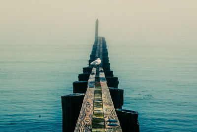 High angle view of seagull on pier over sea