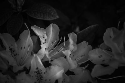 Close-up of flowering plant