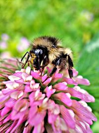 Close-up of bee pollinating on pink flower