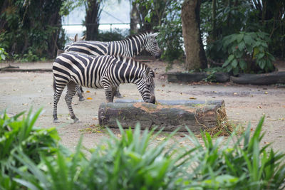 Zebra in zoo