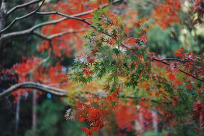 Maple tree during autumn