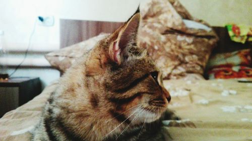 Close-up of cat relaxing on floor