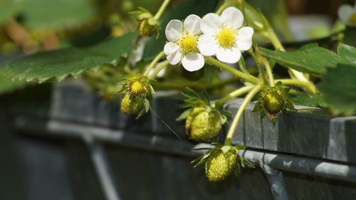 Close-up of honey bee on plant