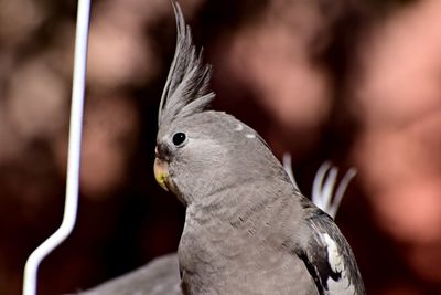 Close-up of bird