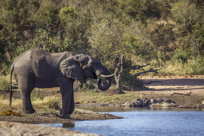 Elephant standing by pond at national park