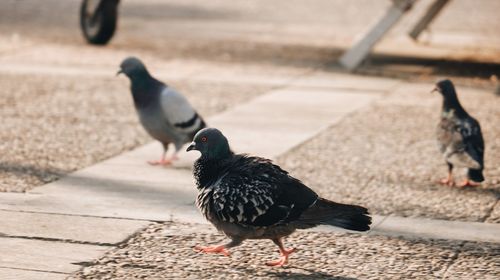 Close-up of pigeons perching on footpath