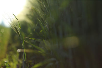 Close-up of crops growing on field