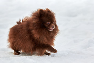 Portrait of dog on snow covered field