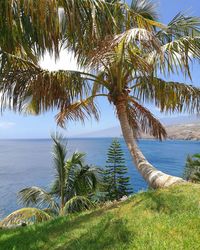 Palm tree by sea against sky