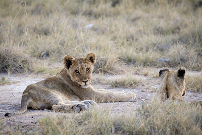 View of a lion