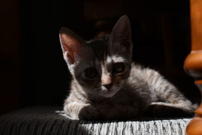 Portrait of cat relaxing at home