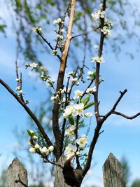 Low angle view of flowering plant