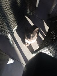 High angle portrait of cat sitting on floor