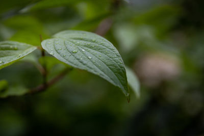 Close-up of wet plant leaves