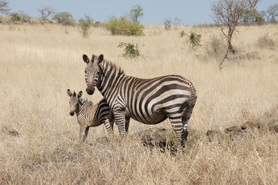 Zebra and foal on grassy field