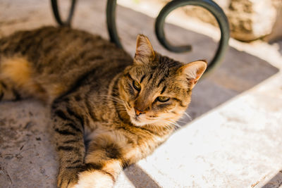 pet