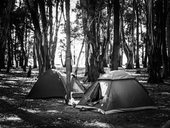 Tent on field by trees in forest