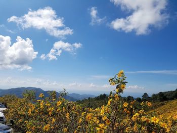 Scenic view of yellow flowering plants against sky