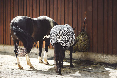 Rear view of horse standing on footpath