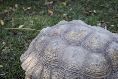 Close up of tree trunk