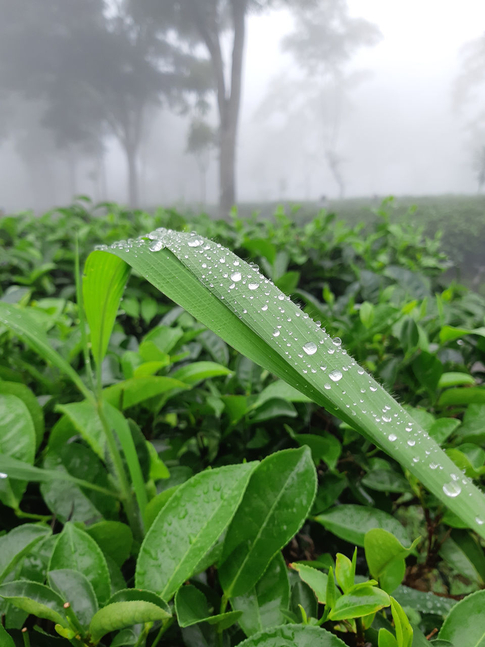 CLOSE-UP OF WET LEAVES ON RAINY SEASON