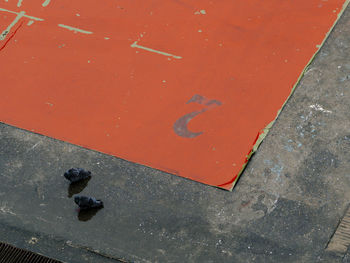 Close-up high angle view of snake