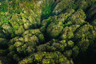 Full frame shot of trees