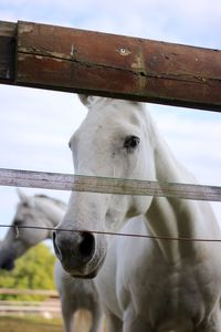 Close-up of horse in ranch