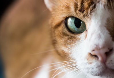 Close-up of cat