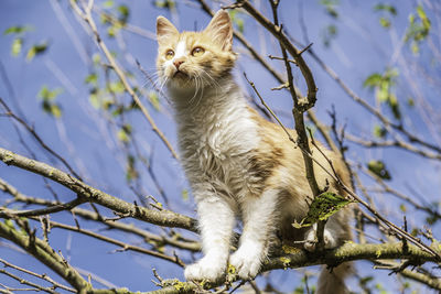 Low angle view of a cat looking away