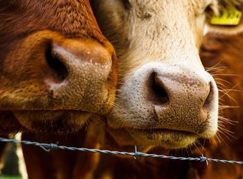 Close-up of 2 cows 