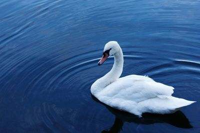 Close-up of swan swimming in lake