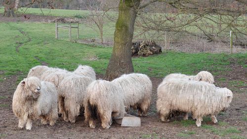 Sheep in a field