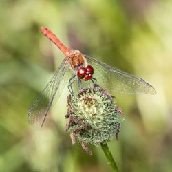 Close-up of insect on leaf