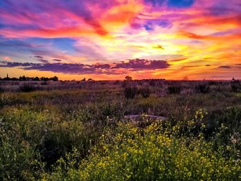 Scenic view of field against sky during sunset