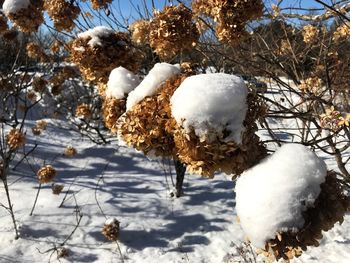 Close-up of snow in winter