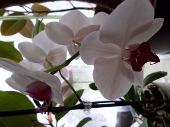 Close-up of white flowers